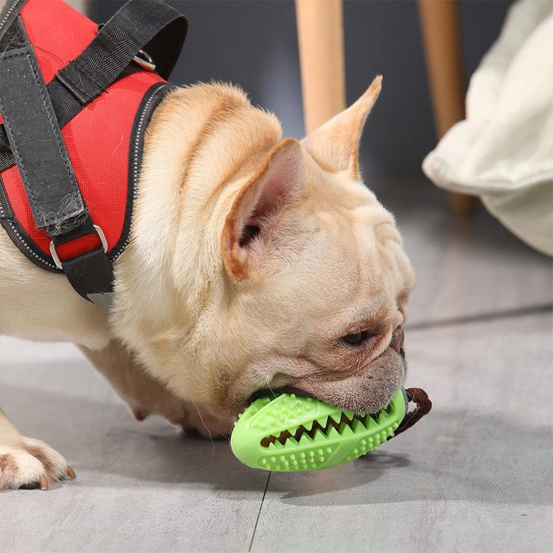 Pré-vente >> Jouet de Brosse à Dents pour Chien